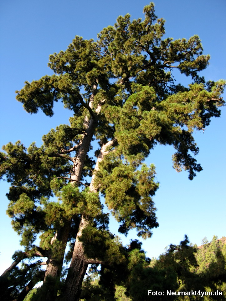 0181 Teneriffa Oktober 2009