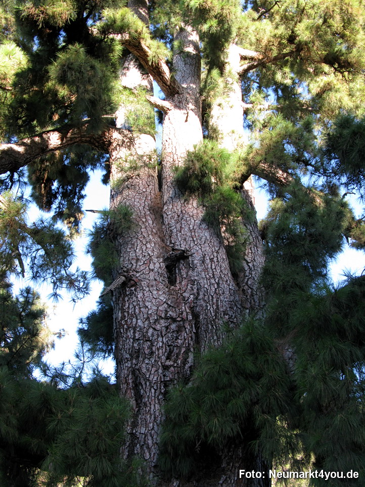 0184 Teneriffa Oktober 2009