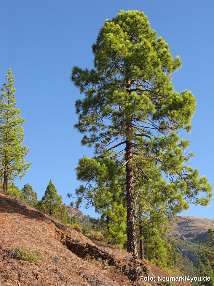 0189 Teneriffa Oktober 2009