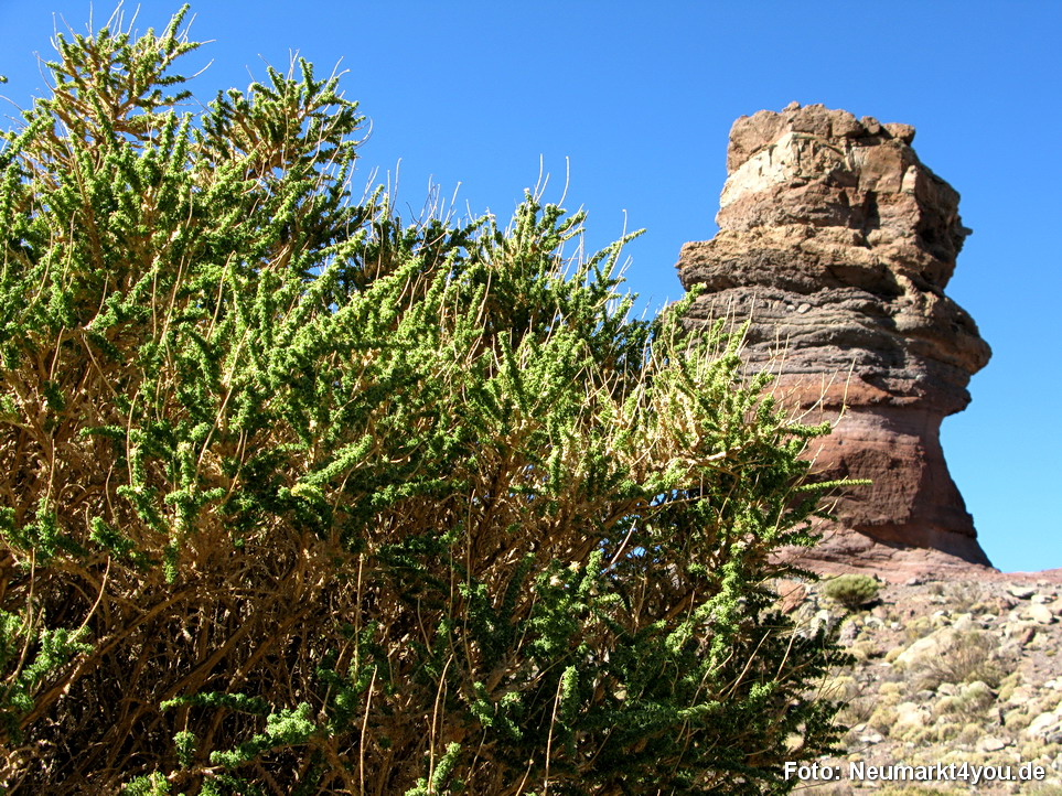 0247 Teneriffa Oktober 2009