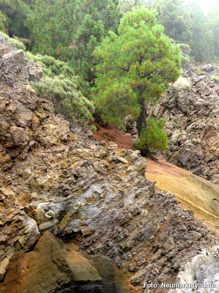 0326 Teneriffa Oktober 2009