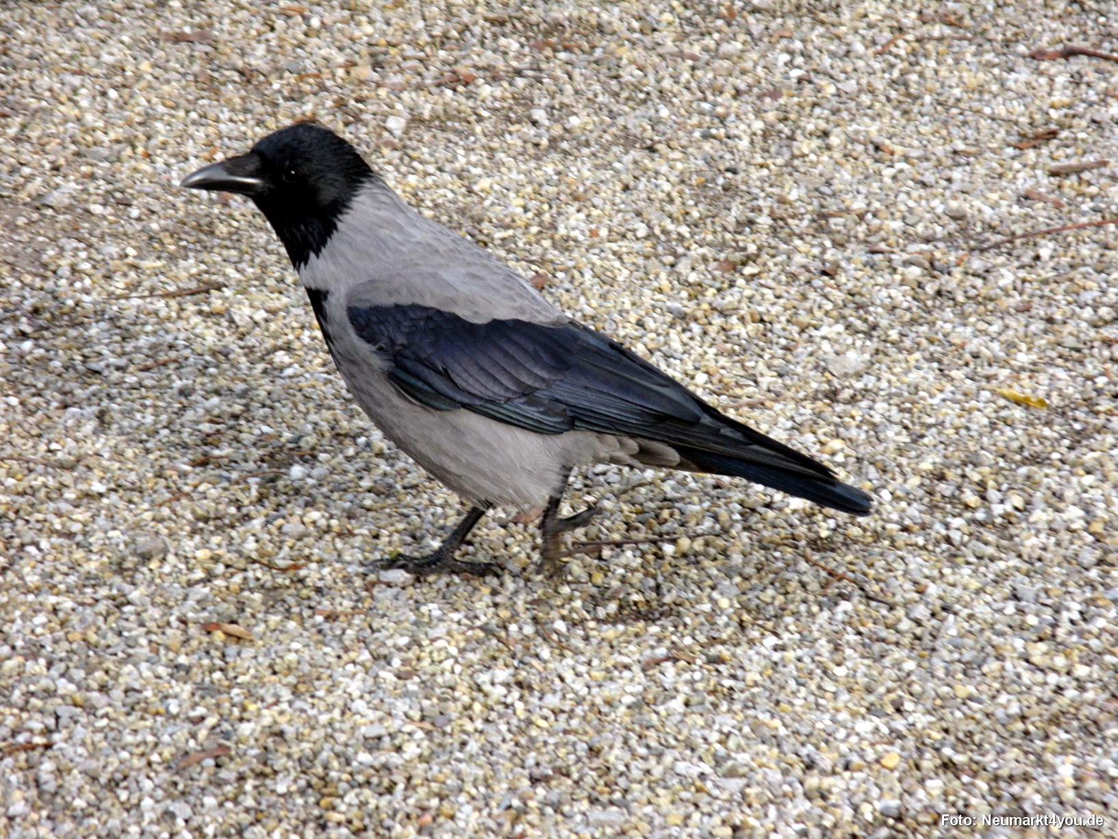 0097 Wien Dezember 2009