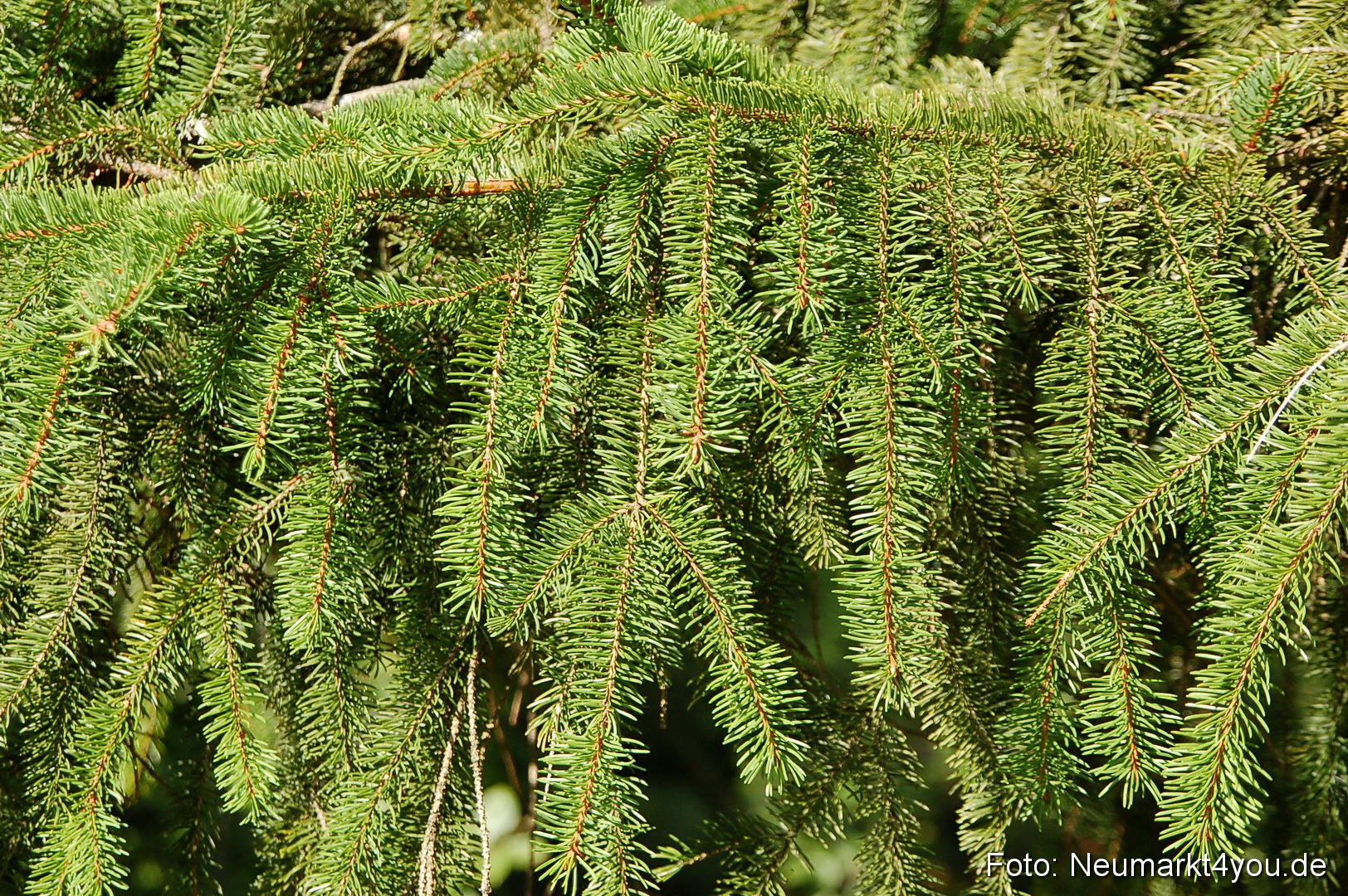 Baumwipfelpfad 210810 0007