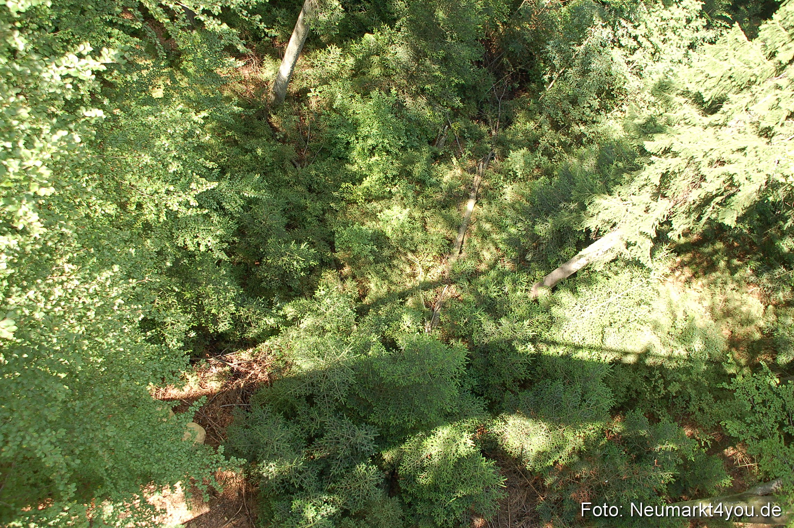 Baumwipfelpfad 210810 0009