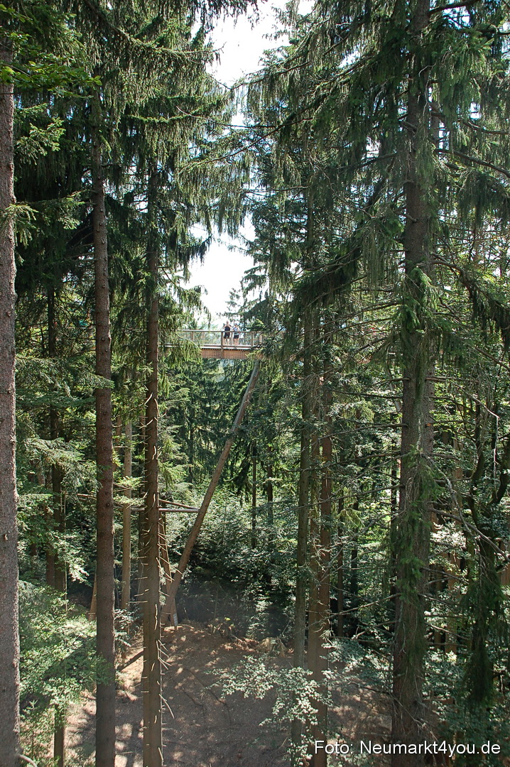 Baumwipfelpfad 210810 0010