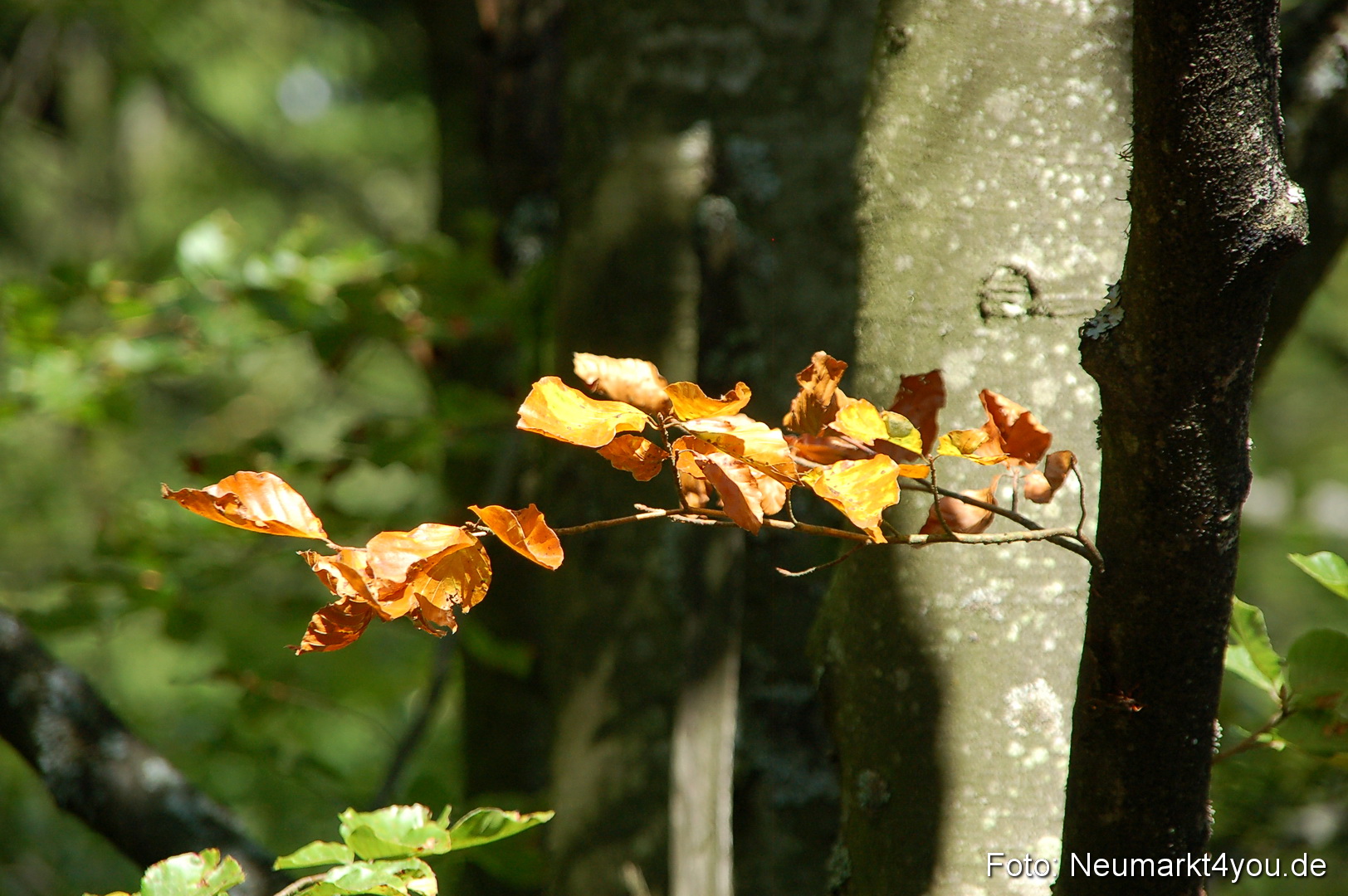 Baumwipfelpfad 210810 0020