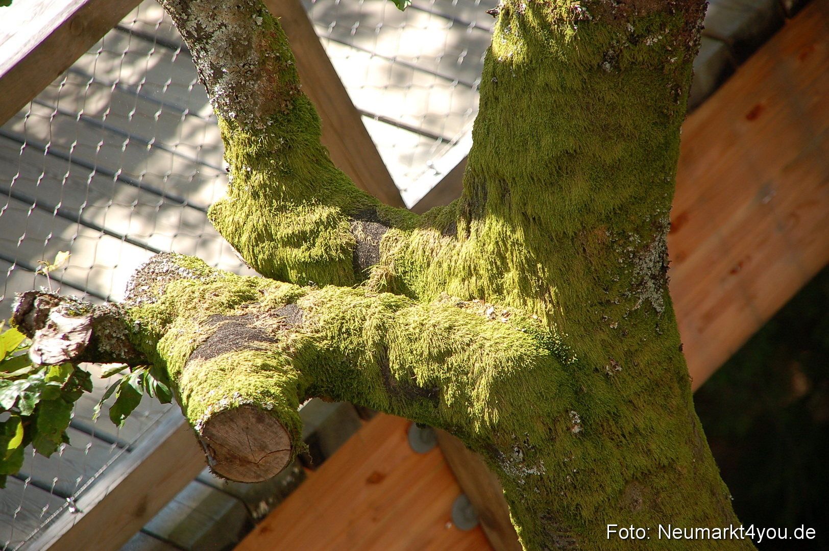 Baumwipfelpfad 210810 0026