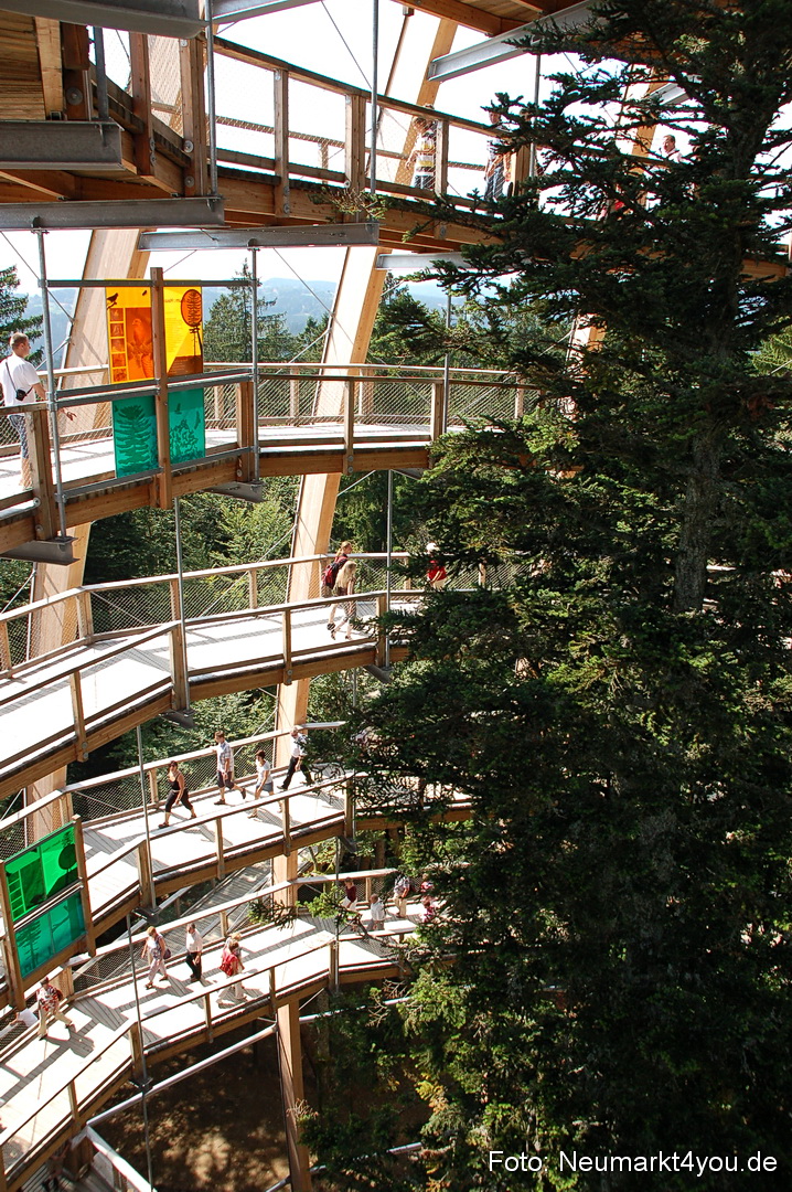 Baumwipfelpfad 210810 0032