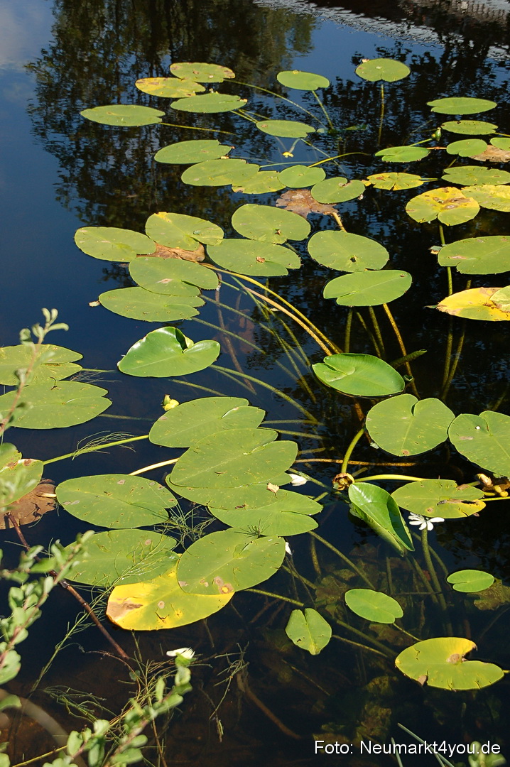 Baumwipfelpfad 210810 0049