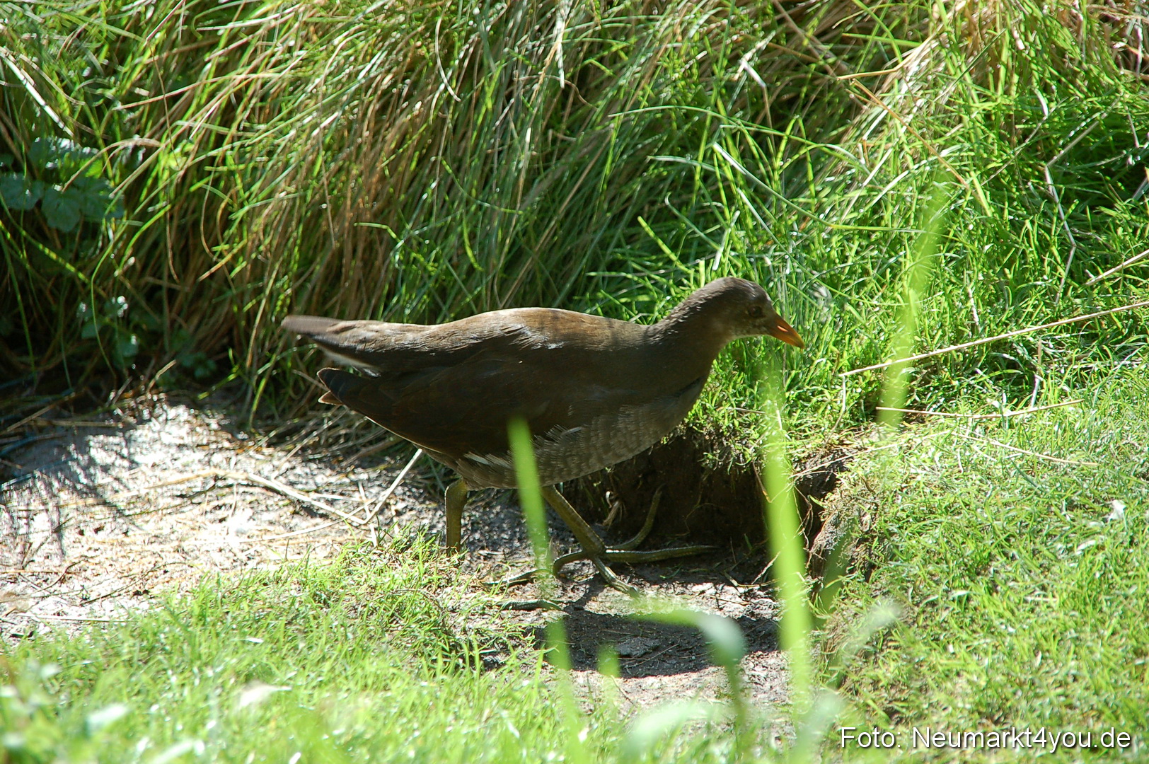 Baumwipfelpfad 210810 0052