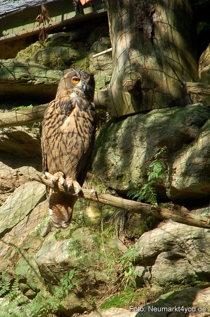 Baumwipfelpfad 210810 0054