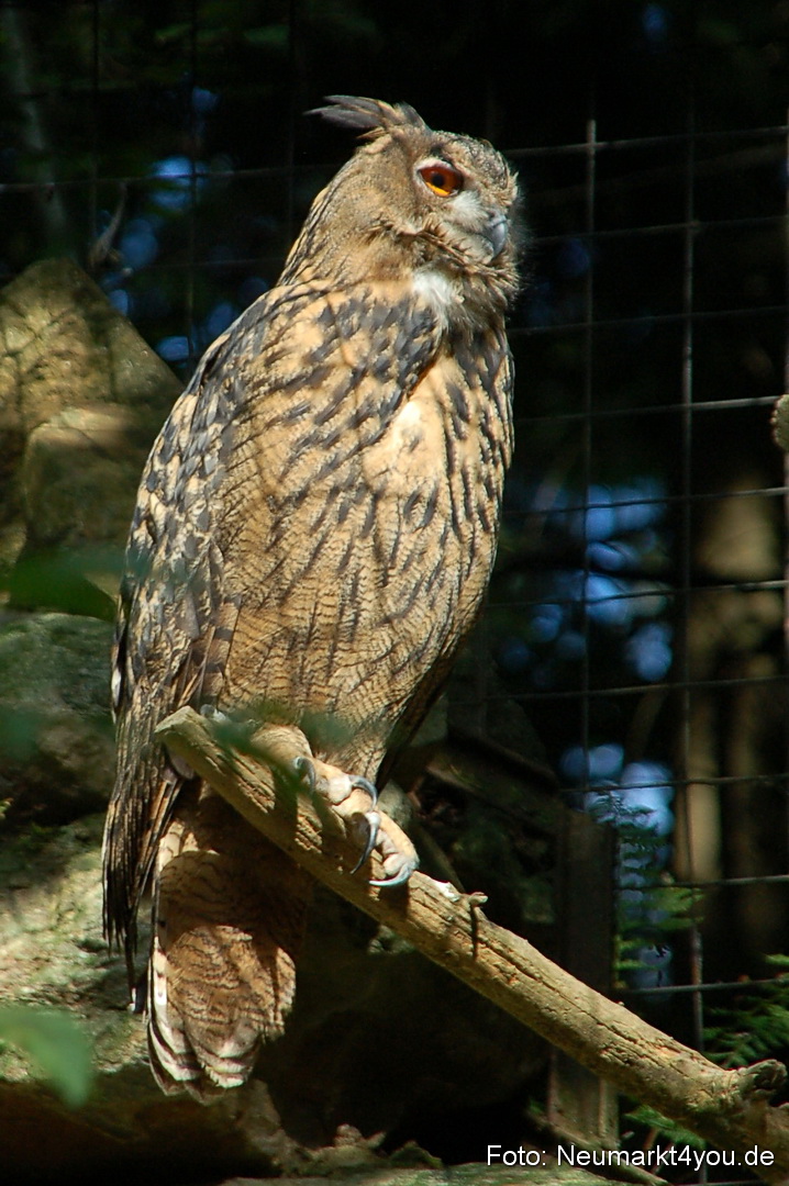 Baumwipfelpfad 210810 0055