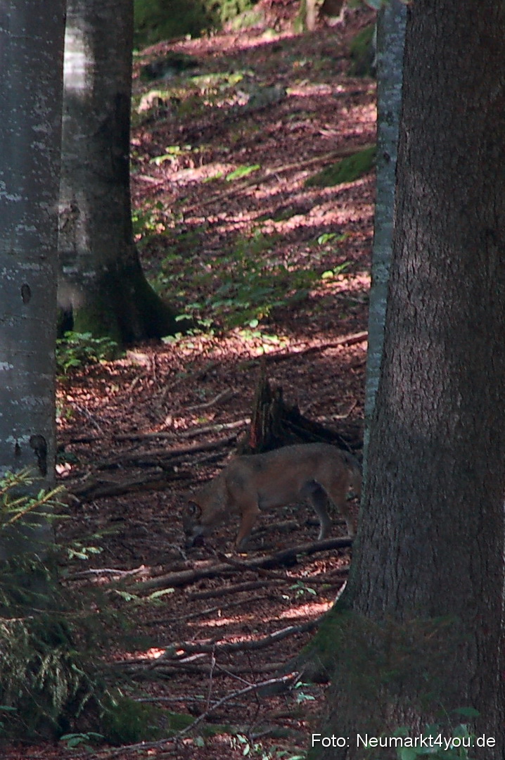 Baumwipfelpfad 210810 0056