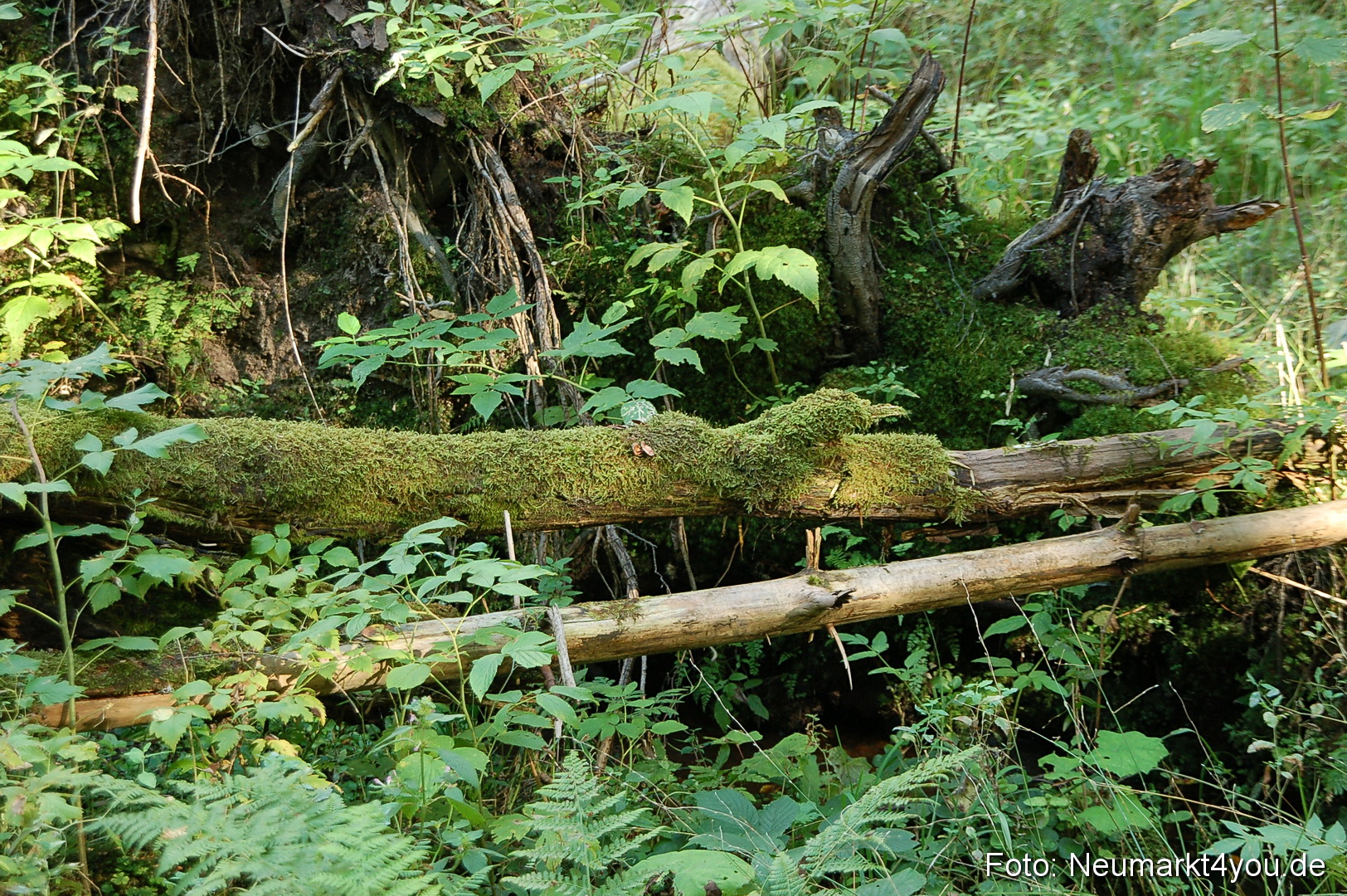 Baumwipfelpfad 210810 0057