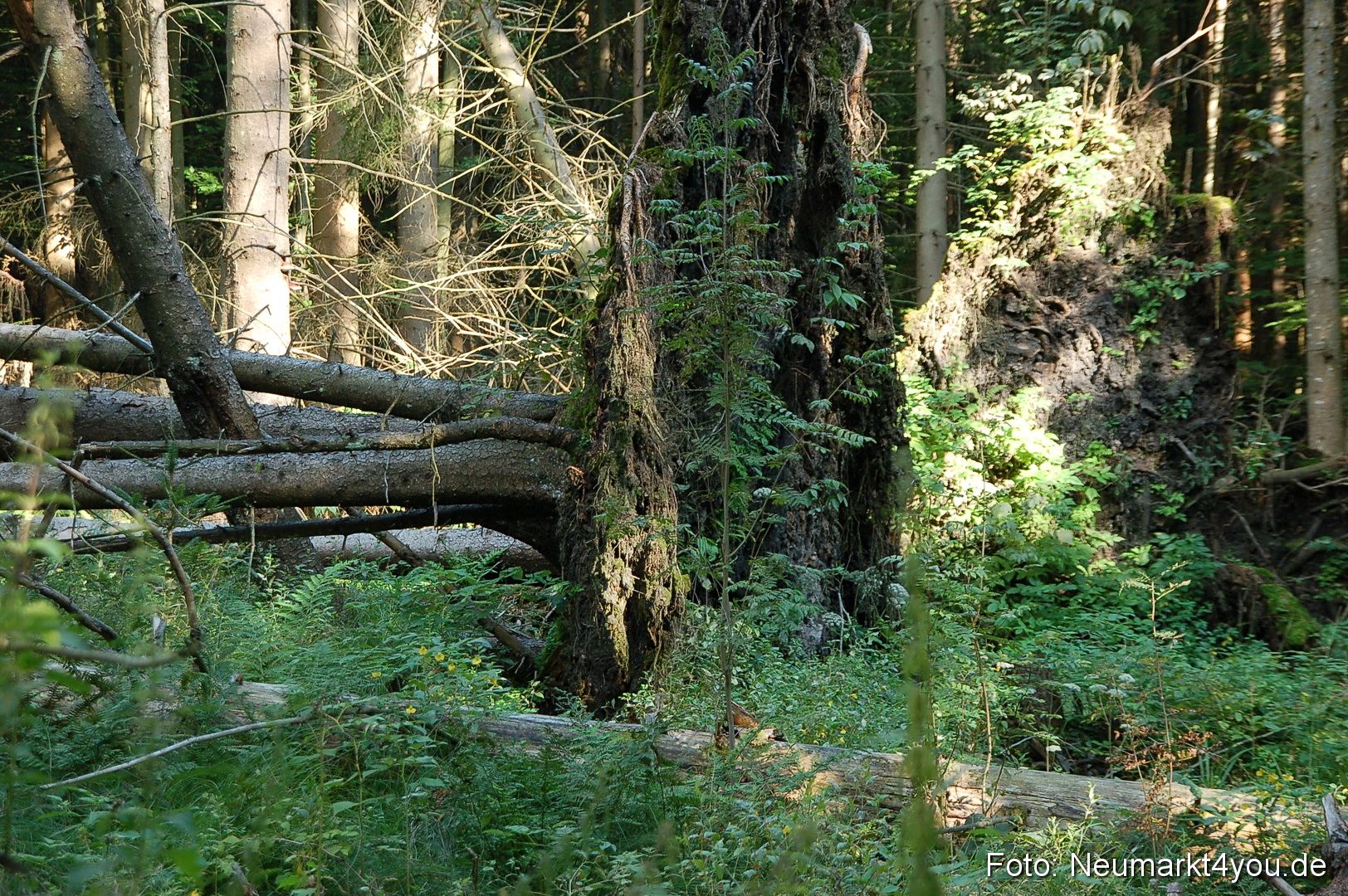 Baumwipfelpfad 210810 0058