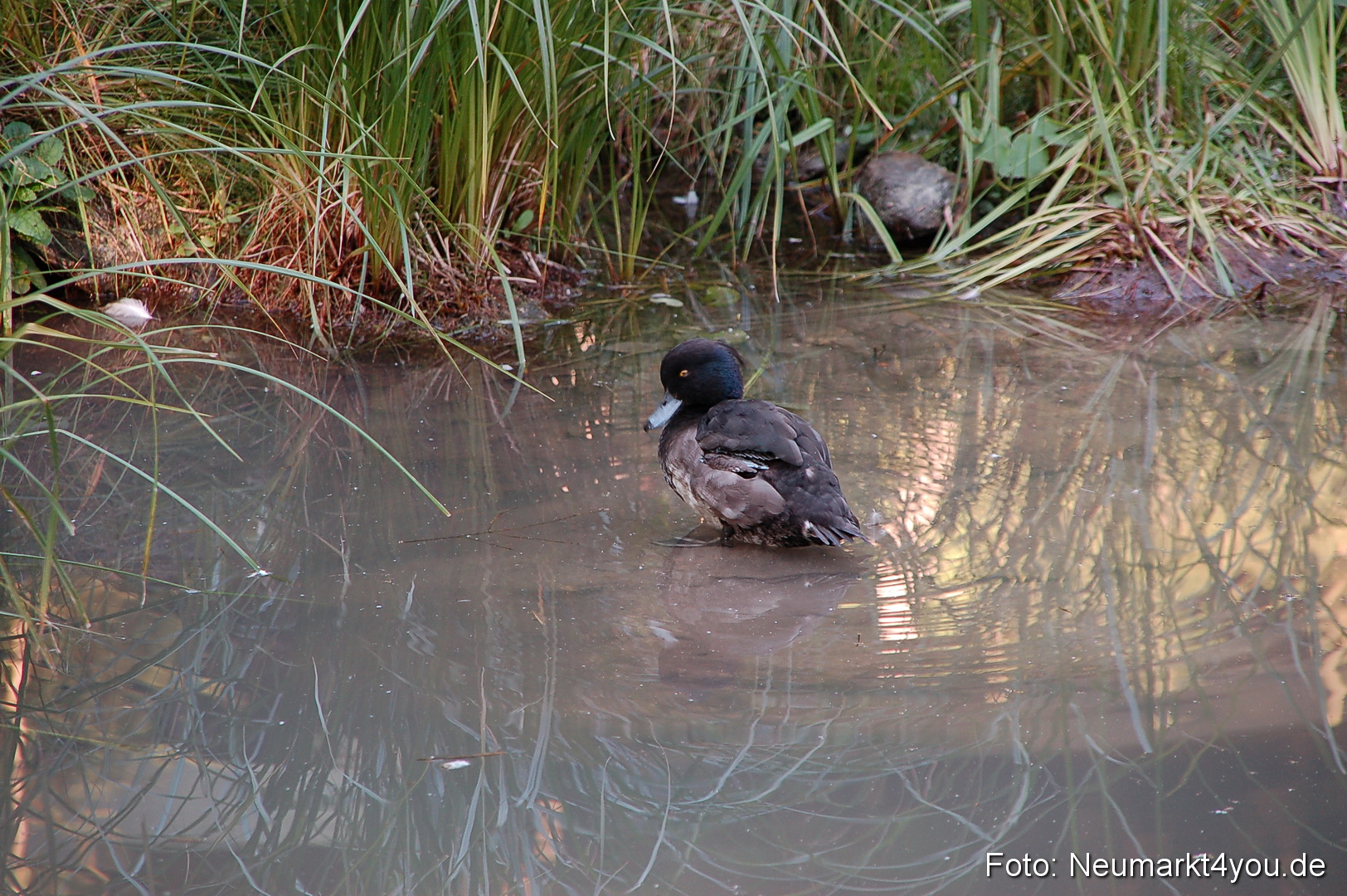 Baumwipfelpfad 210810 0061