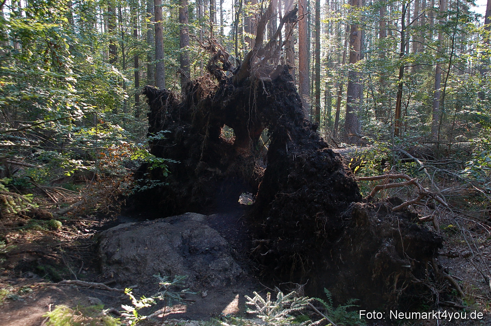 Baumwipfelpfad 210810 0064