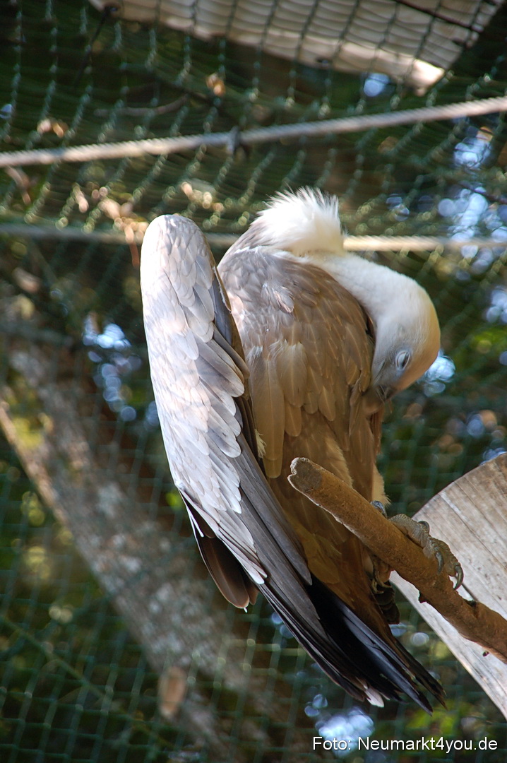 Baumwipfelpfad 210810 0065