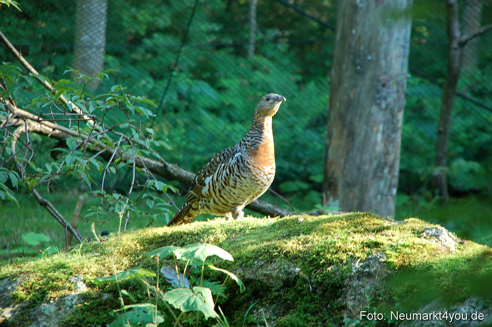 Baumwipfelpfad 210810 0066