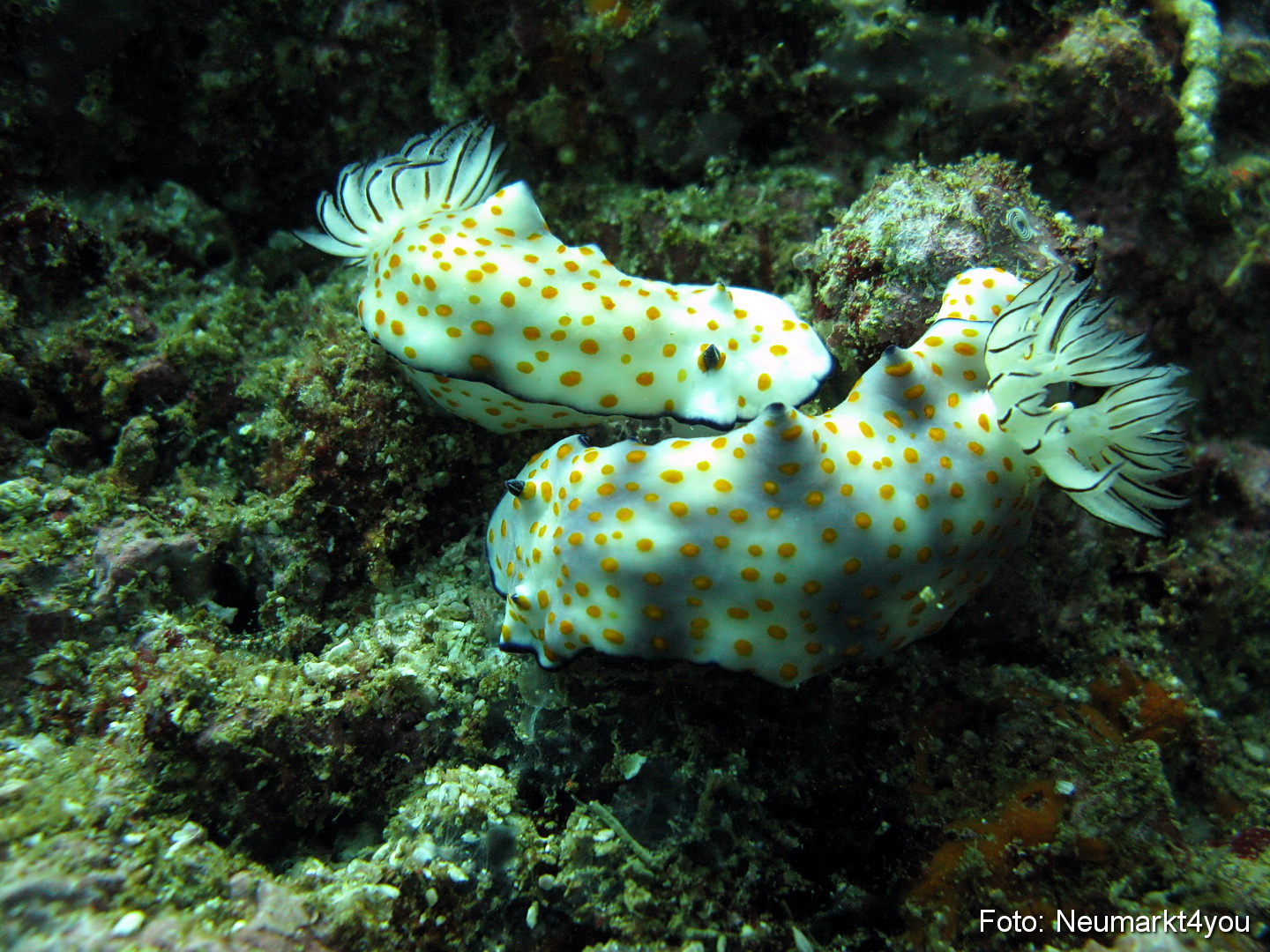 Oman September 2010 0046