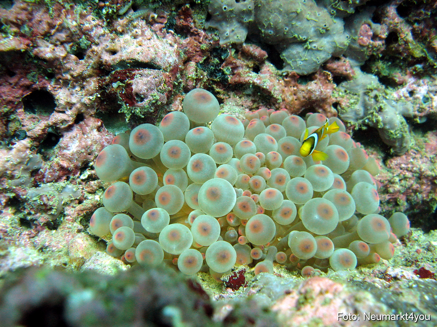 Oman September 2010 0047