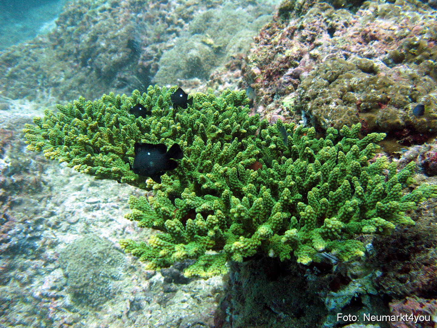 Oman September 2010 0048