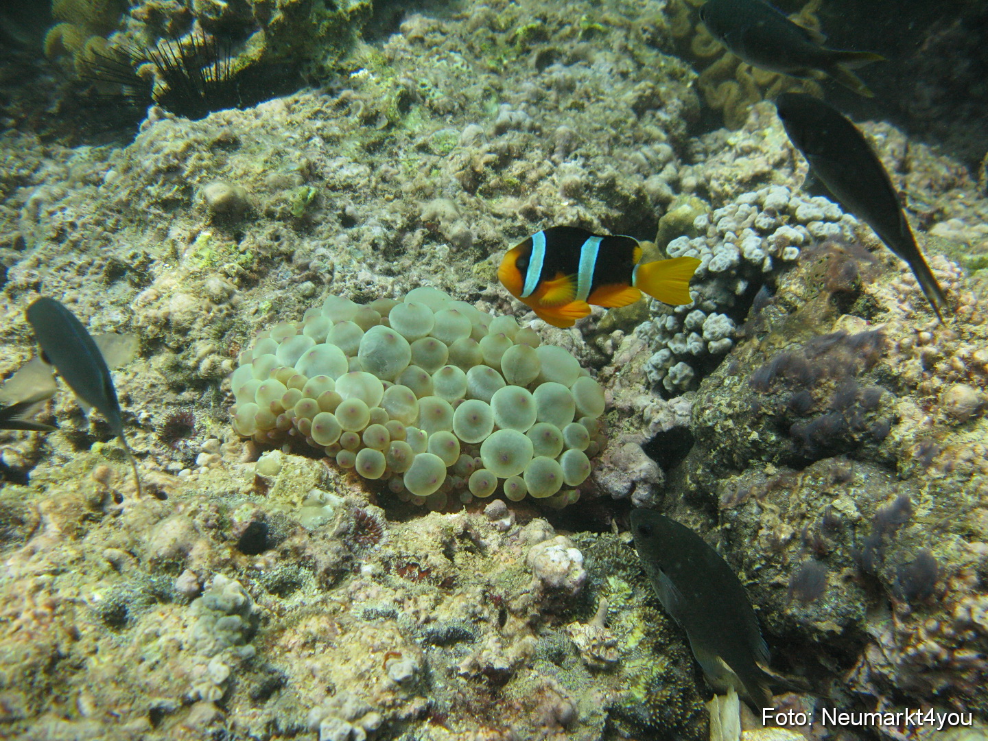 Oman September 2010 0055