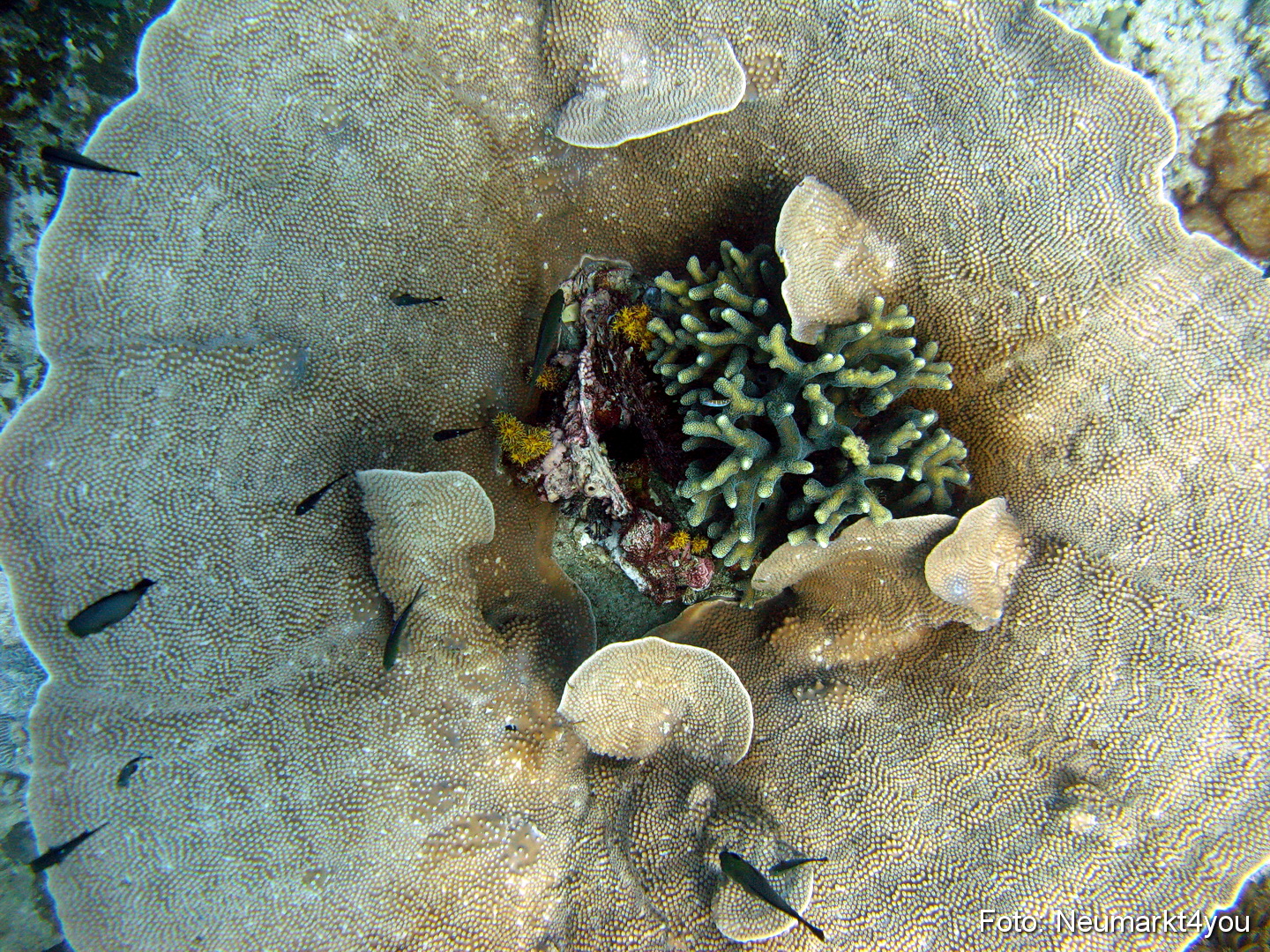 Oman September 2010 0061