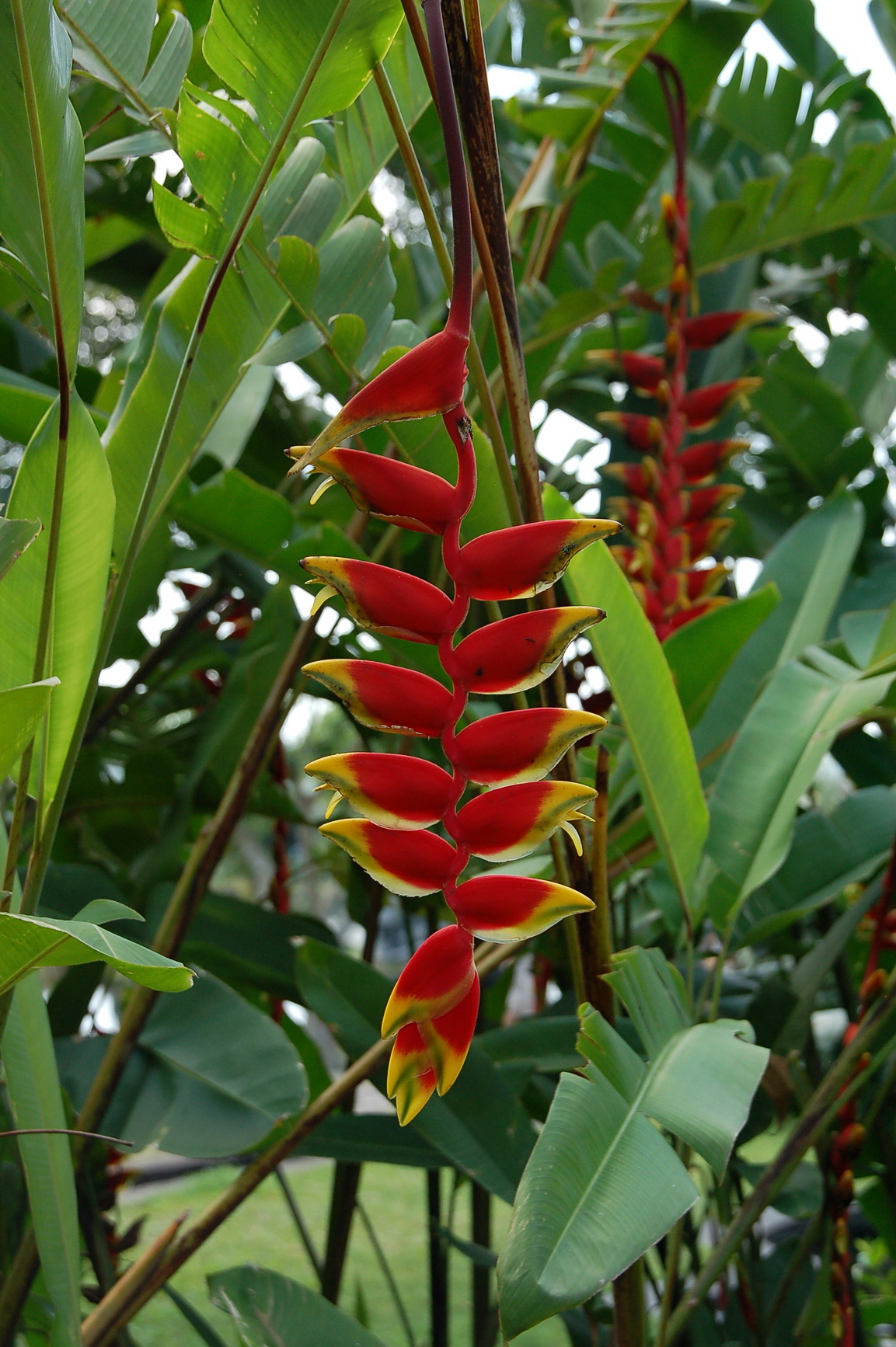 Bali Singapur 2012 0041