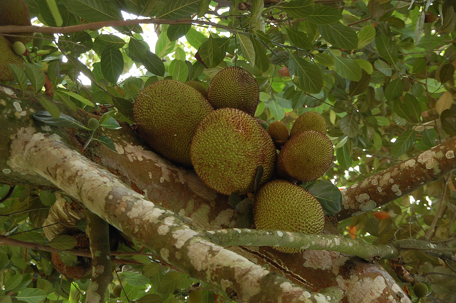 Bali Singapur 2012 0054