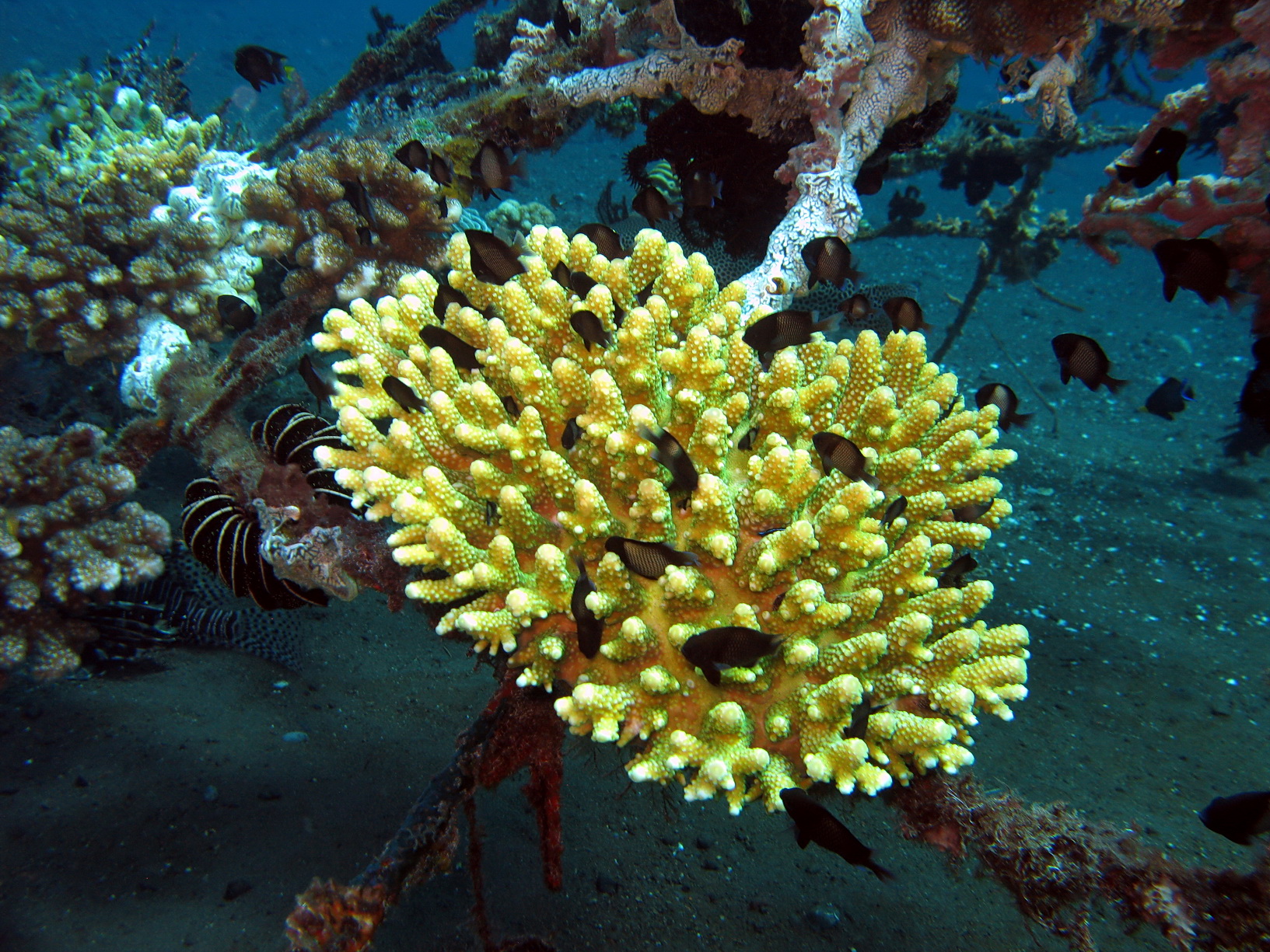 Bali Singapur 2012 0085