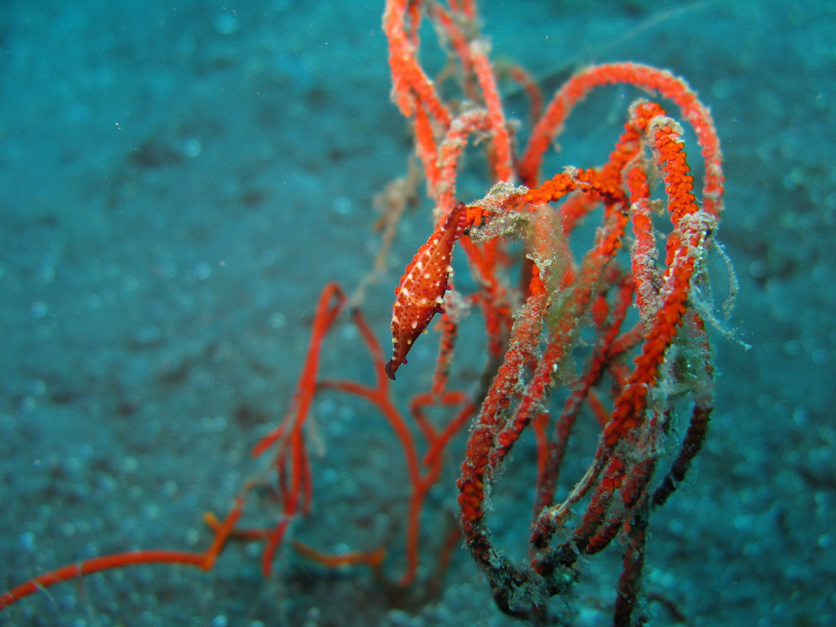 Bali Singapur 2012 0087