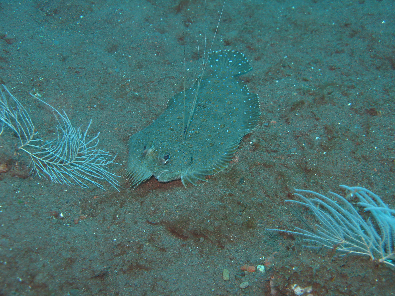 Bali Singapur 2012 0089