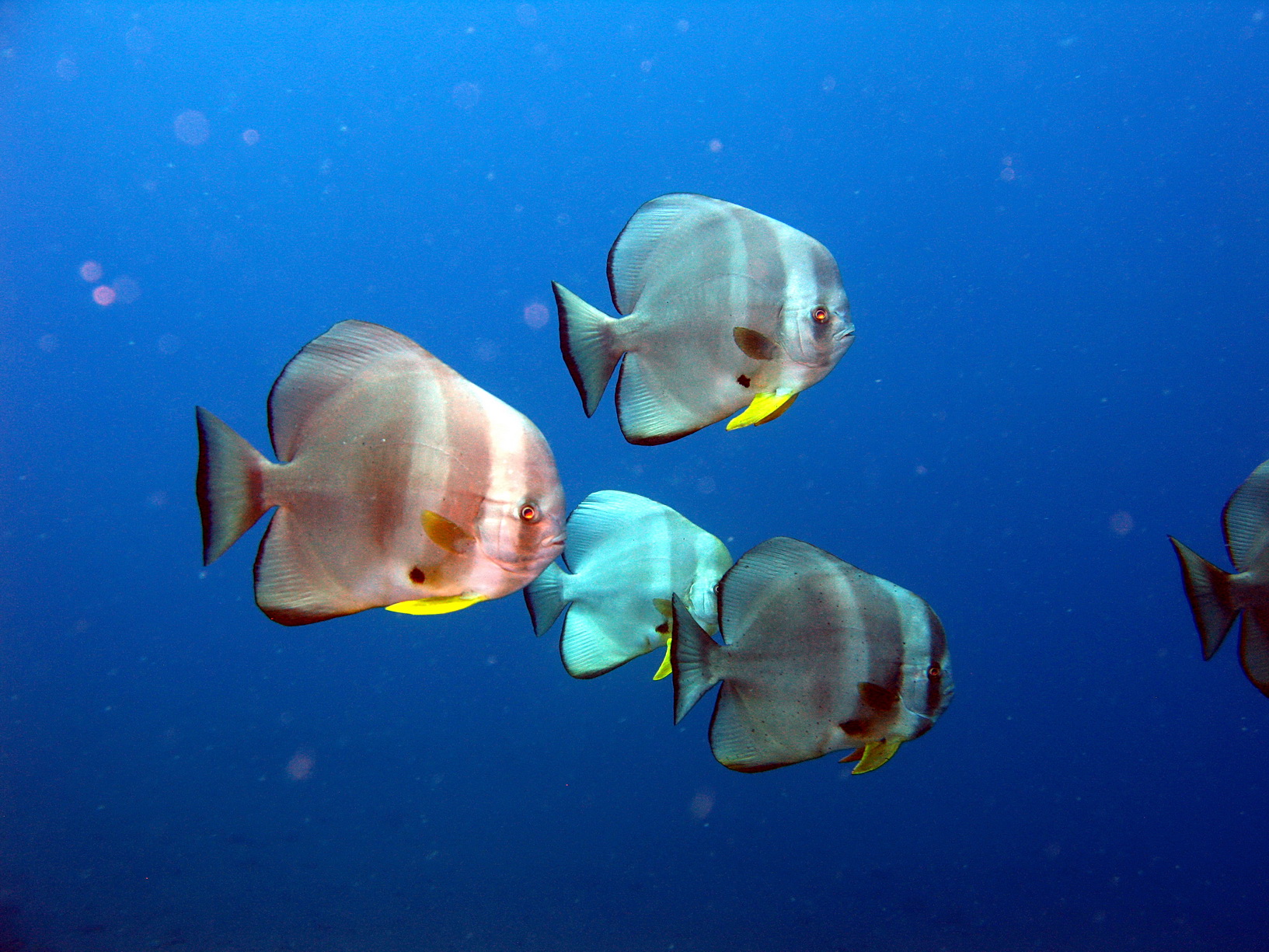 Bali Singapur 2012 0091