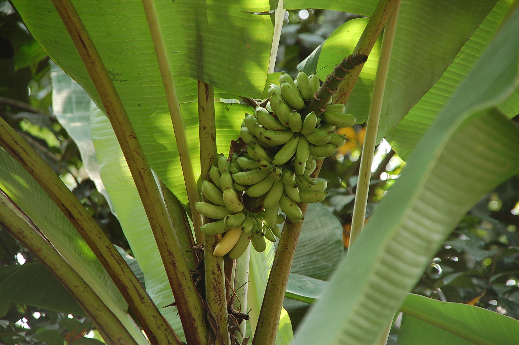 Bali Singapur 2012 0138