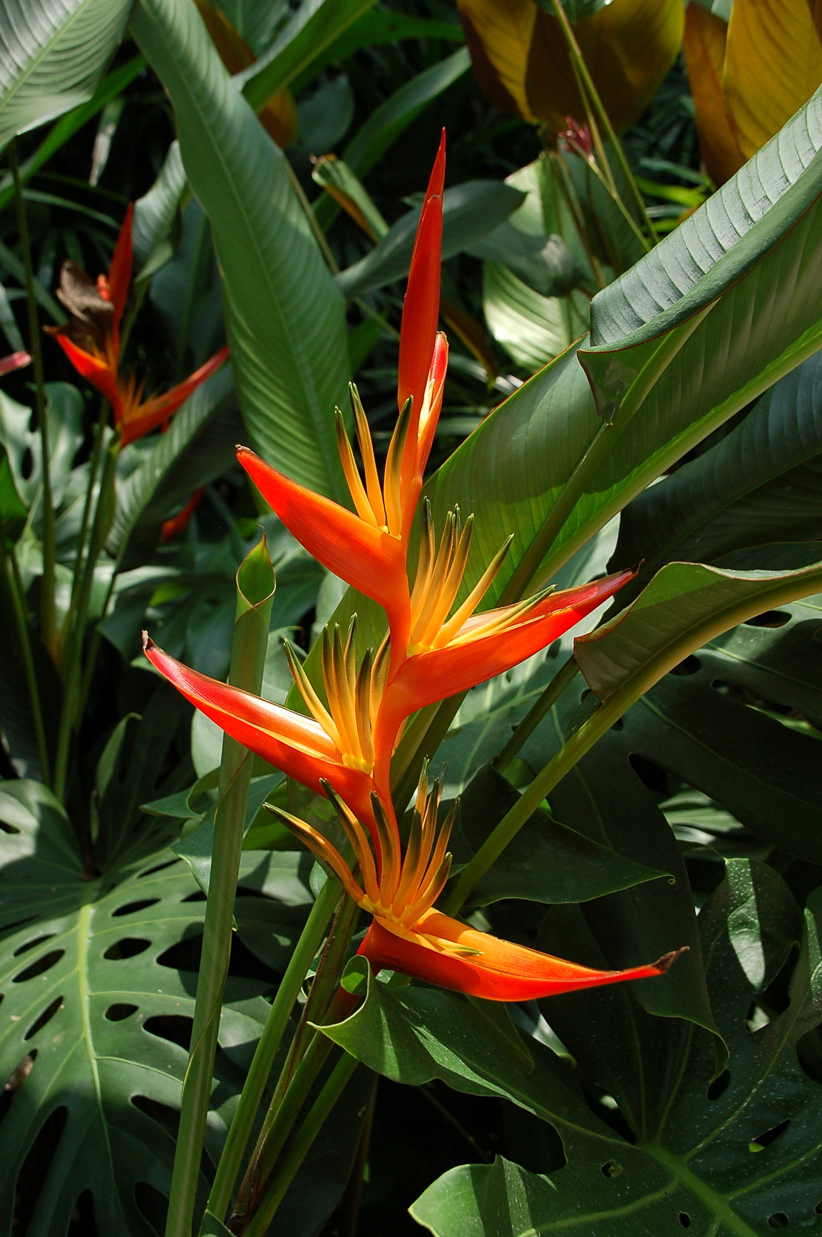 Bali Singapur 2012 0139