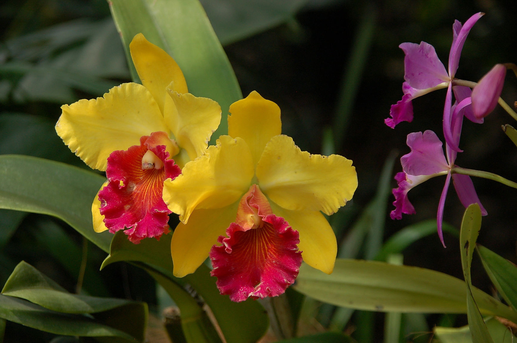 Bali Singapur 2012 0144