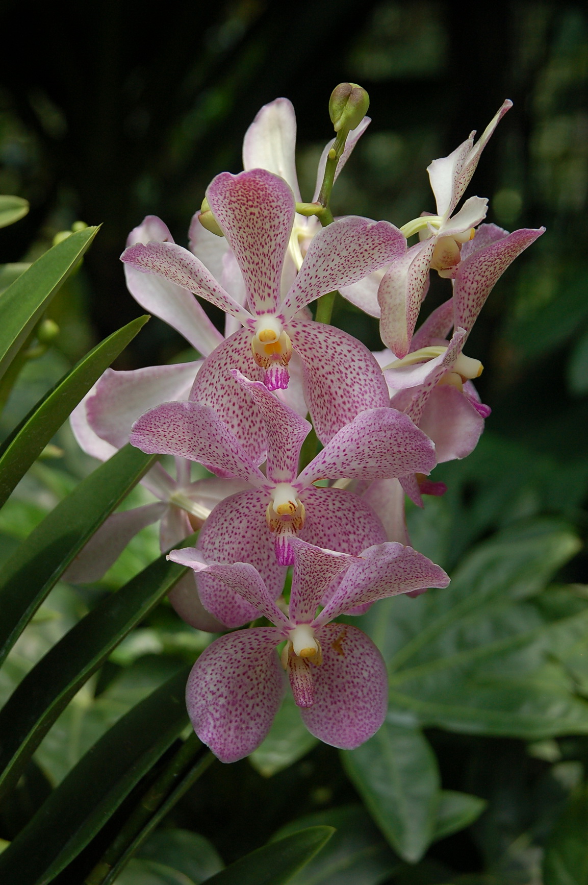 Bali Singapur 2012 0146