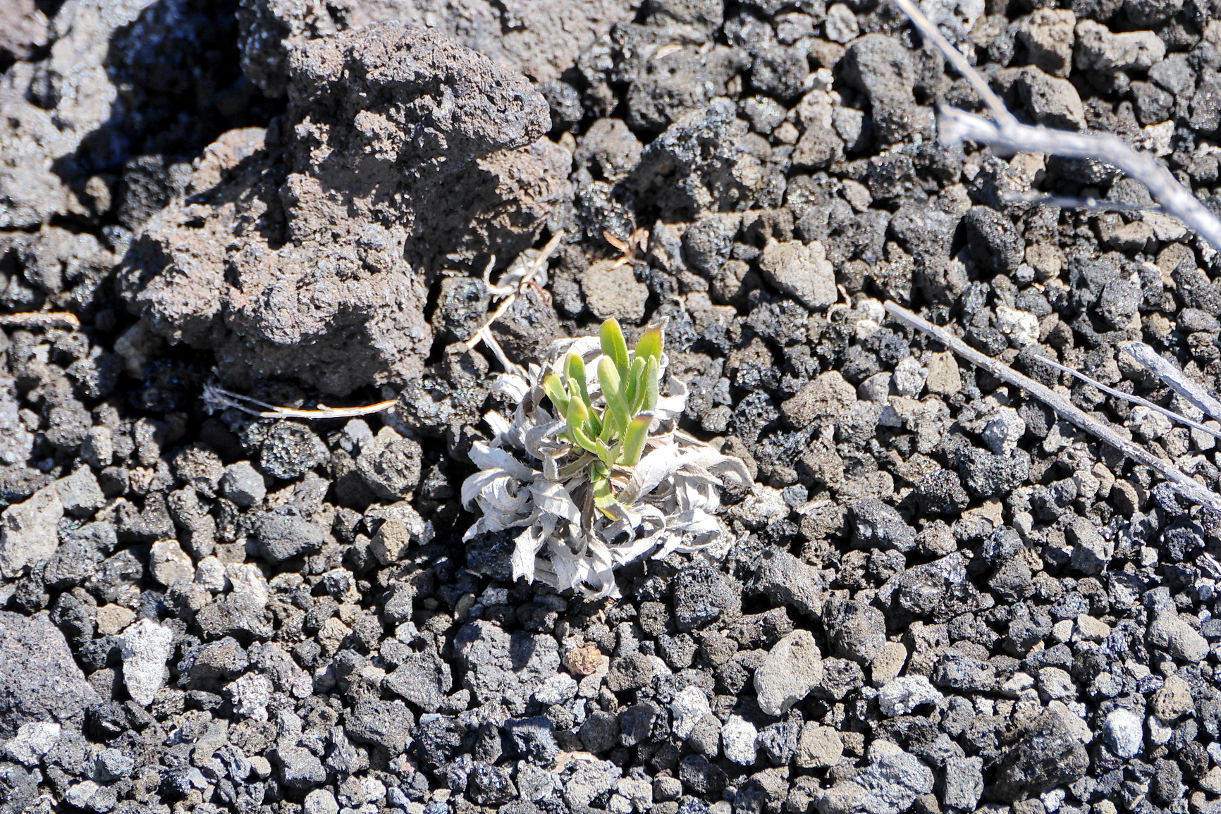 La Palma 2014 10 0026