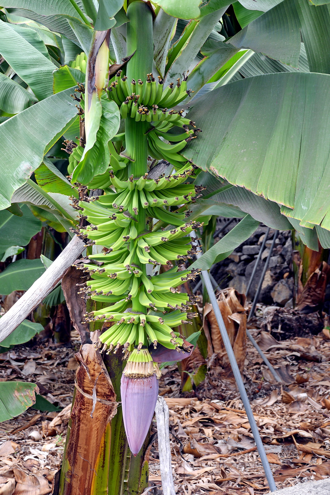 La Palma 2014 10 0048