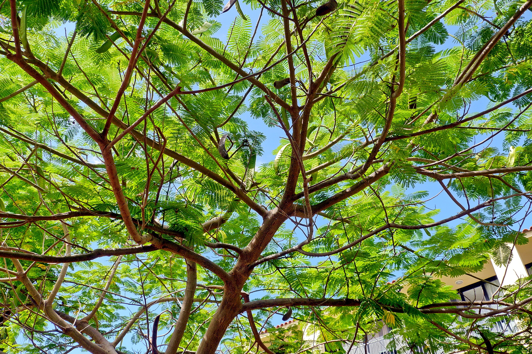 La Palma 2014 10 0051