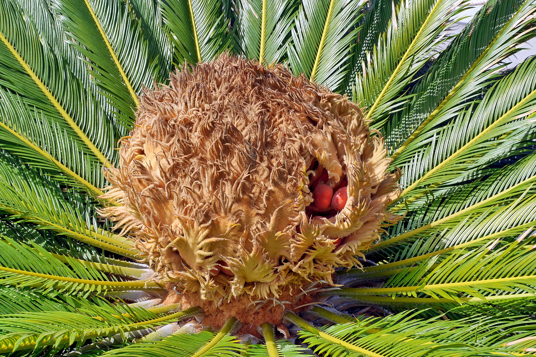 La Palma 2014 10 0052