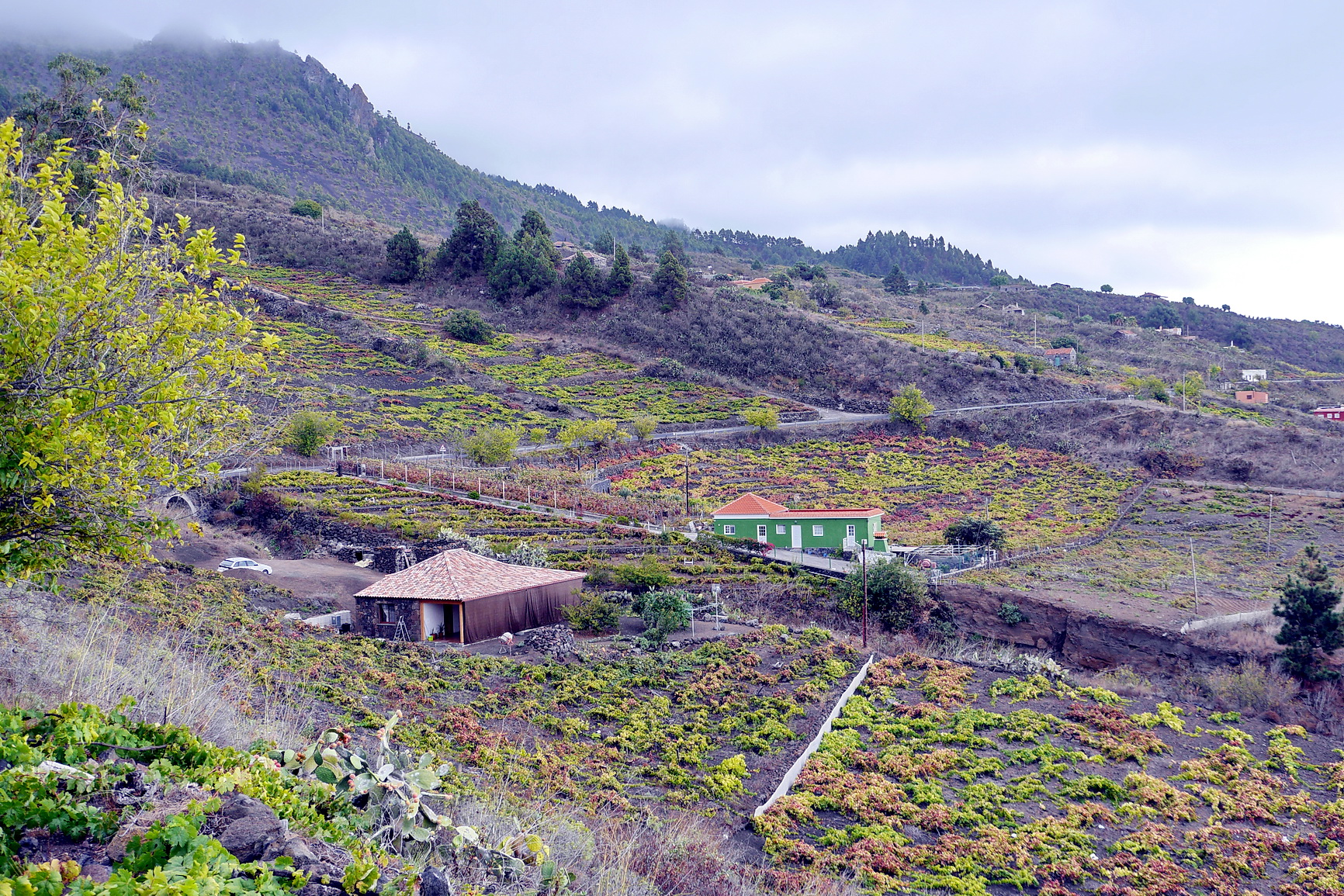 La Palma 2014 10 0123
