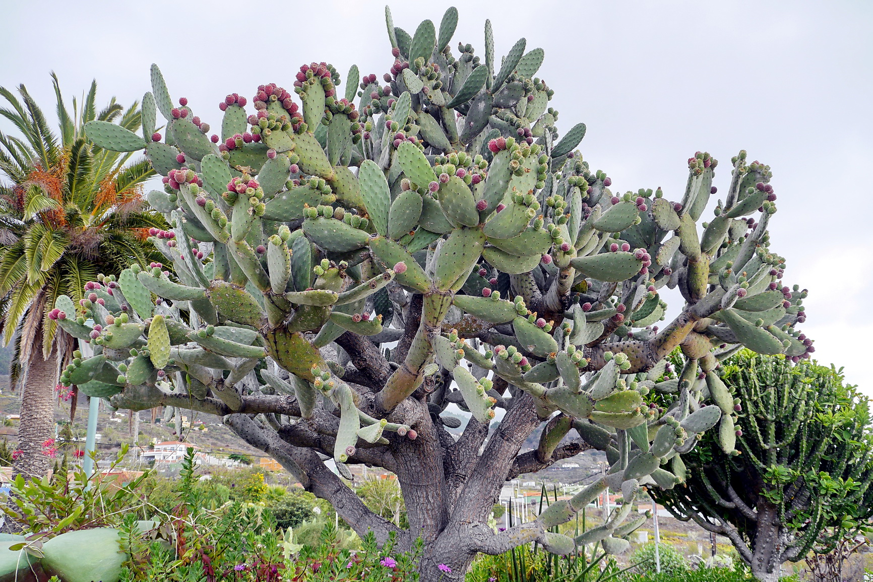 La Palma 2014 10 0127