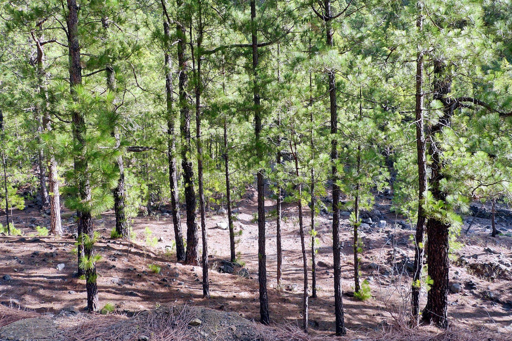 La Palma 2014 10 0171