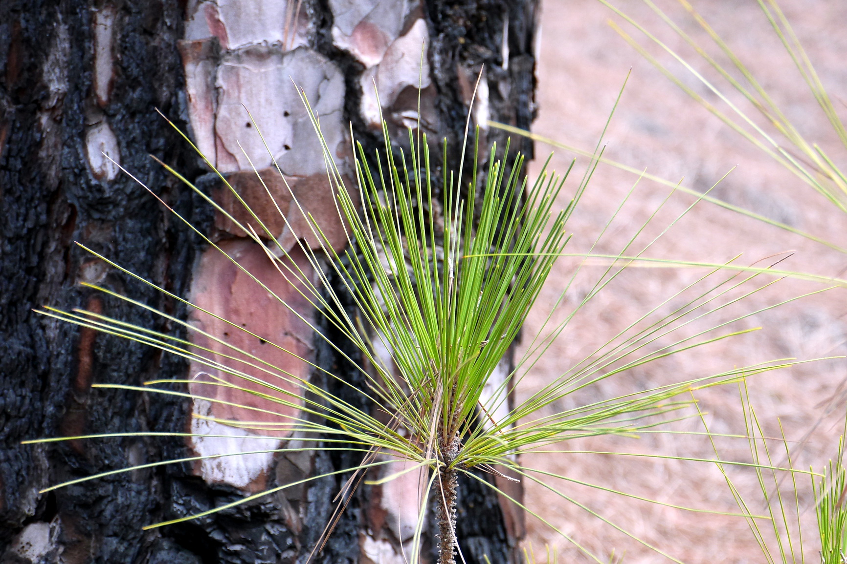 La Palma 2014 10 0178