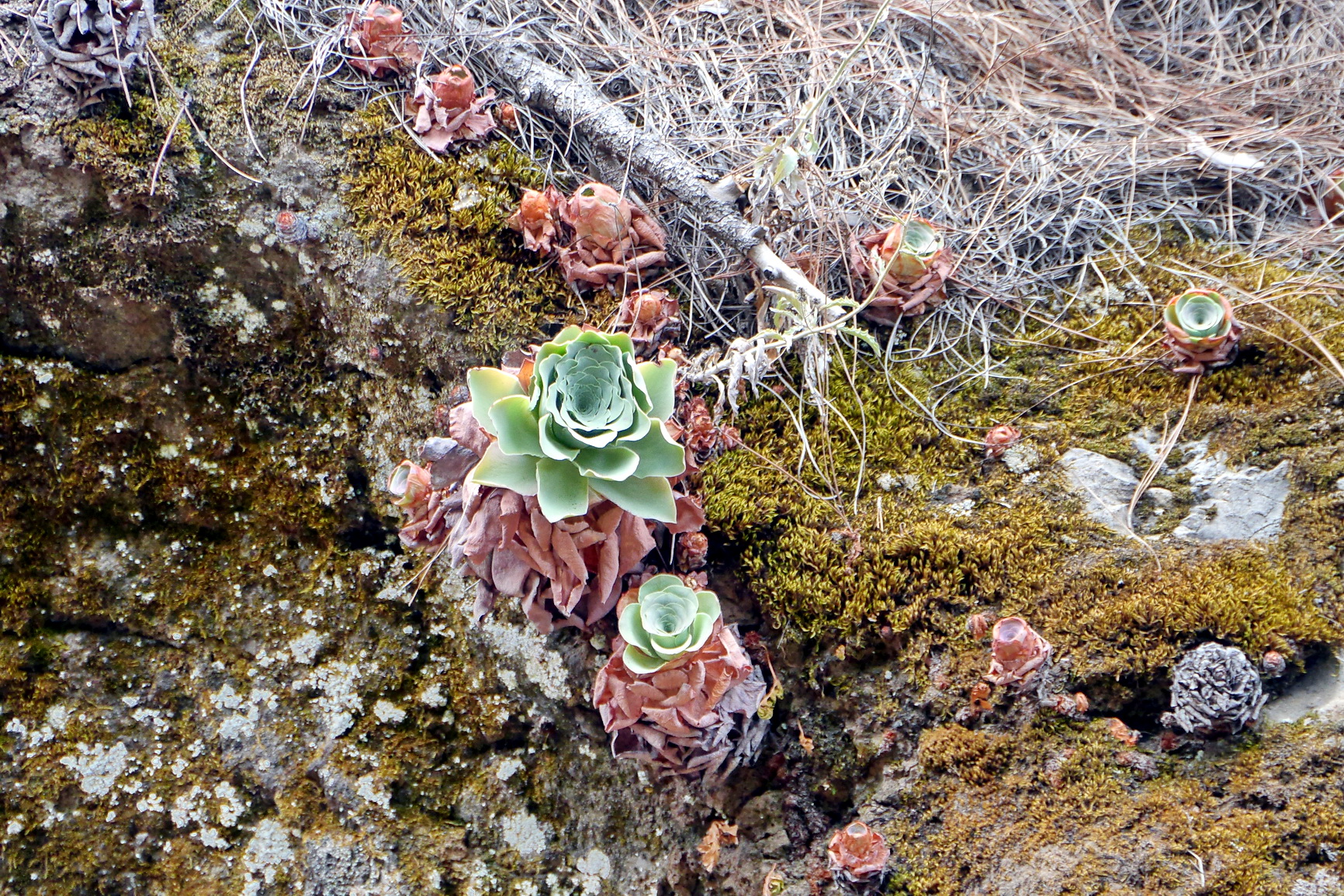 La Palma 2014 10 0190