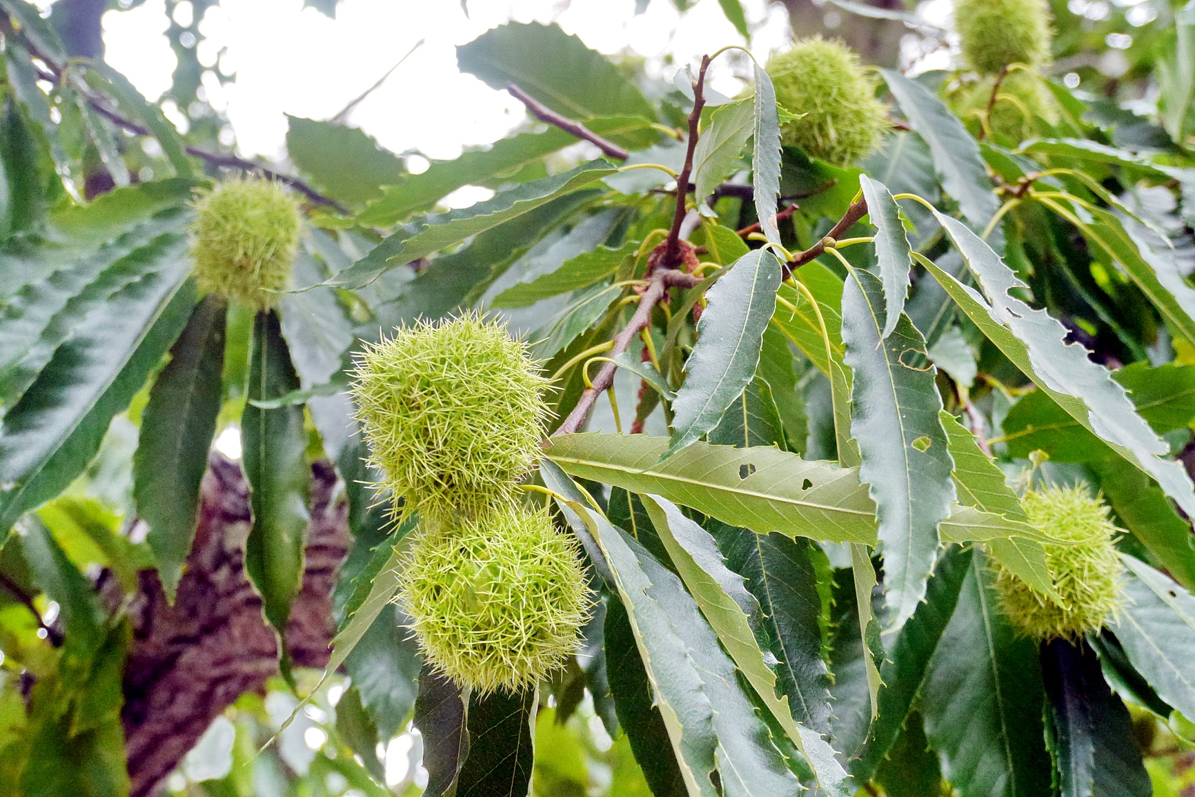 La Palma 2014 10 0193