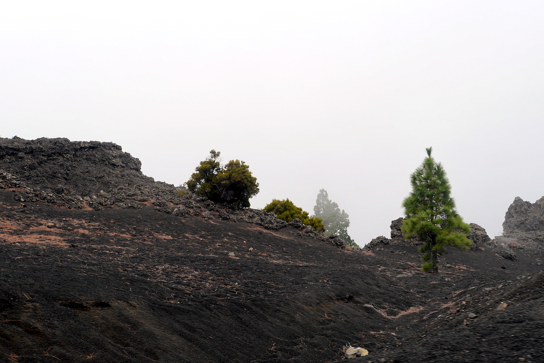 La Palma 2014 10 0196