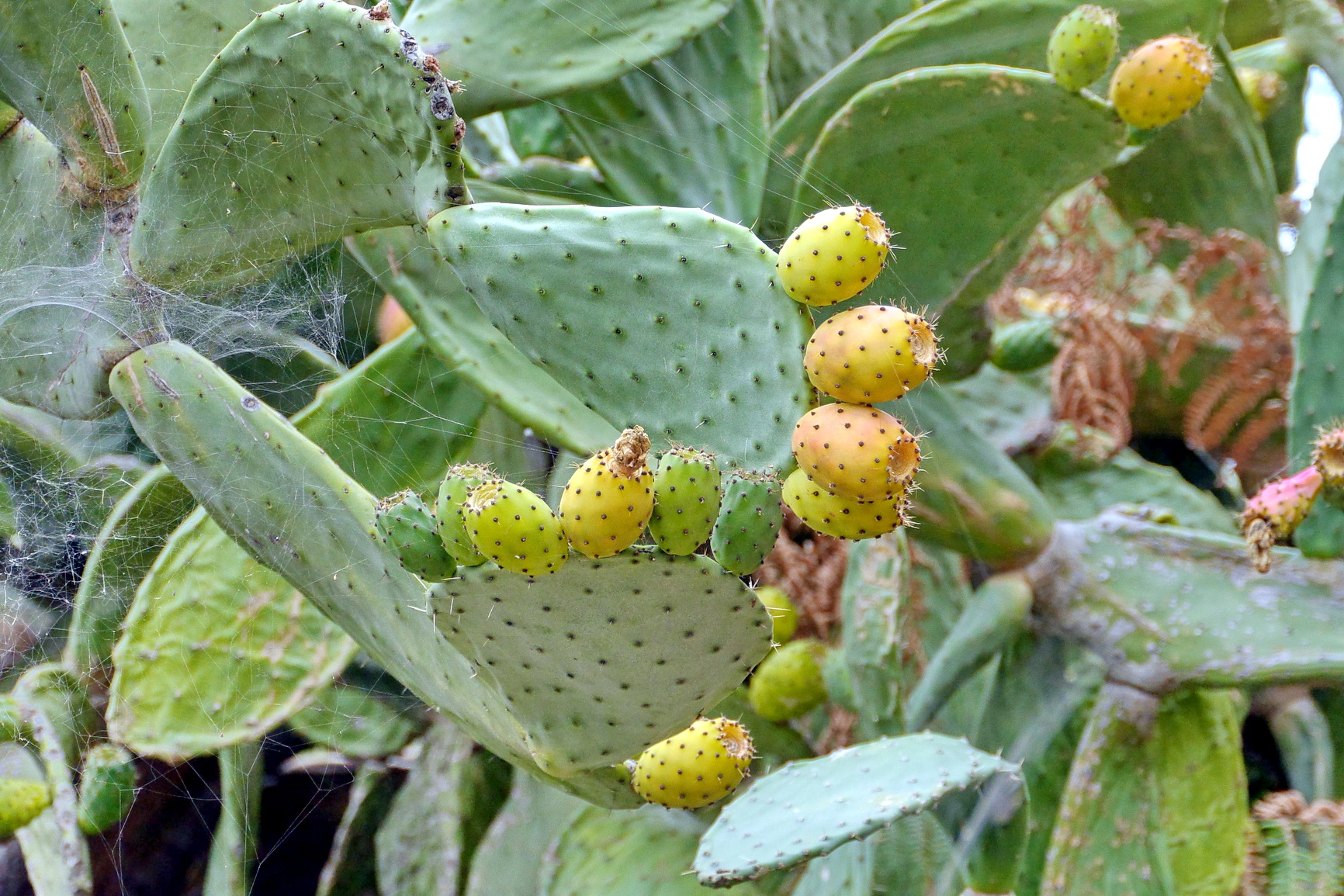 La Palma 2014 10 0201